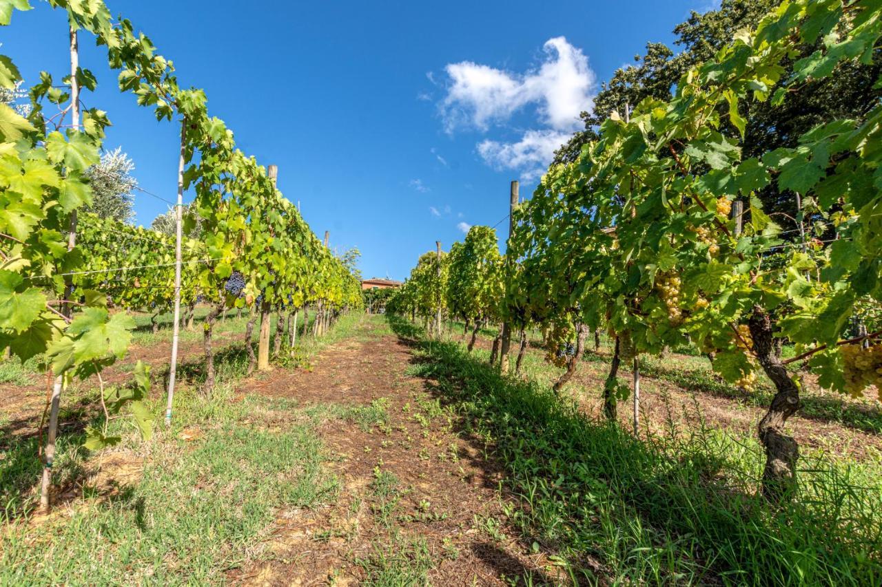 Podere Sant'Antonio Fauglia Buitenkant foto